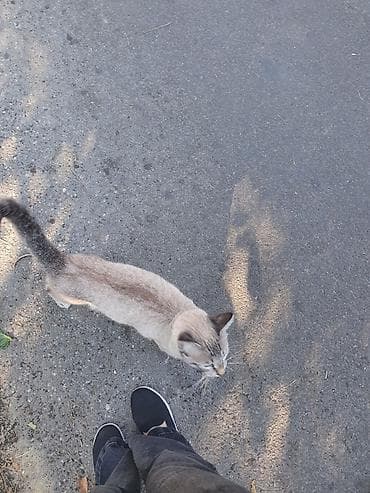 кот: Сиамская, Самец, В добрые руки, Самовывоз — 4