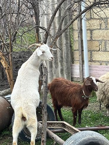 Dişi, il: 1, Damazlıq, Ödənişli çatdırılma