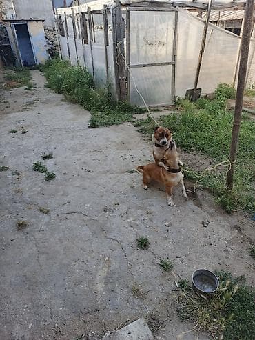 ana ari satisi: 1 i Erkey biri dişi mehriban itlər di ünvan buzovna qəsəbəsi di — 4