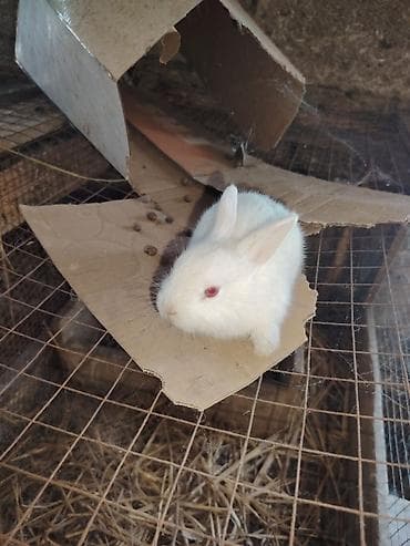 Ağ tüklü, qırmızı gözlü albinos balaca dovşan - Növ: dekorativ dovşan at lalafo.az Ağ tüklü, qırmızı gözlü albinos balaca dovşan - Növ: dekorativ dovşan