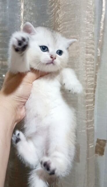 pişiklerin satışı: Britan, Erkək, Yaxşı əllərə, Ünvandan götürmə — 6