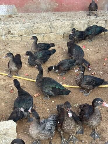zumrud ordək: Muscovy (hind) ördəkləri – 2 ədəd Xüsusiyyətlər: - Rəng: tünd-qara — 2