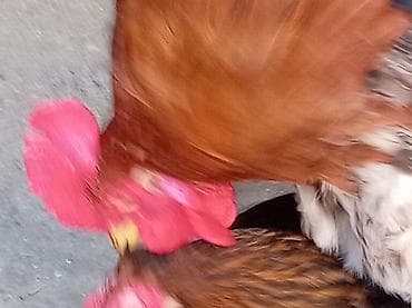 pişik satisi 2020: Salam 9 ayliq xoruzdu tam sağlamdi öz he yetimin heyvandi banliyir — 4