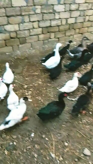 Inəklər, öküzlər: Məhsul: Qaz və ördək sürüsü Təsvir: - Şəkillərdə müxtəlif növ ev — 3