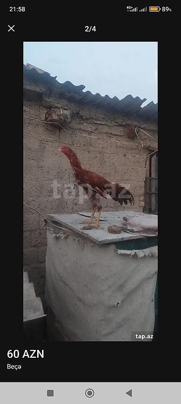 turbo az heyvanlar: Beçə (cücərdən çıxmış cins xoruz) - Rəng: tünd qırmızı-qəhvəyi — 2