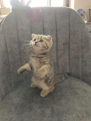 1 azn pişik: Şotland — 3