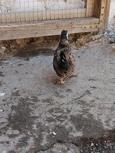 ordək balası və cucə: Toyuq cücələri, Damazlıq — 2