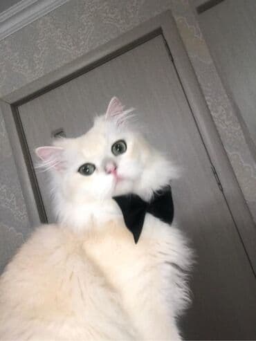 шиншилла британская: Britan, Erkək — 3