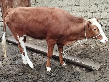 heyvanlara verilən xüsusi adlar: Qırmızı-ağ rəngli erkək buzaq/simalı cavan mal. Bədəni əsasən tünd — 5