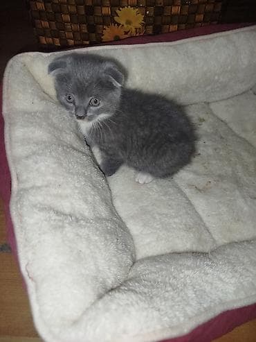 pekines balası: Şotland yastı qulaq — 3