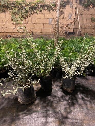 gül toxumları satışı: Dekorativ çöl bitkilərinin satışı və Sifarişlə yetişdirilməsi.Satış — 20