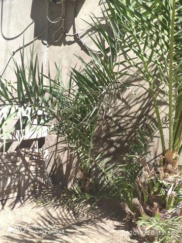 Agaclar satilir qiymet 3ne aiddir isteyen elaqə saxlaya bilər ünvan