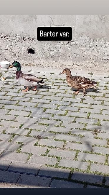 qara toyuq: Erkək, Damazlıq — 2