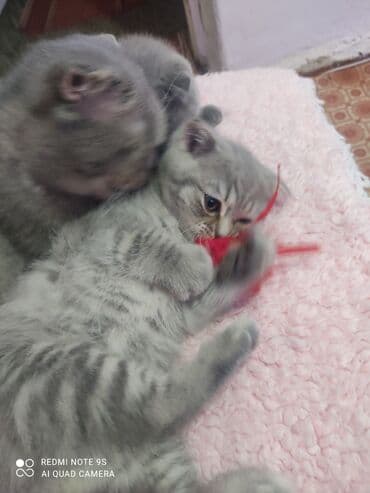 Opel: Шотландская, Самец, Самовывоз — 4