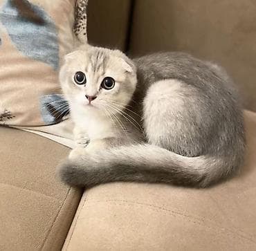 Şotland yastı qulaq, Erkək