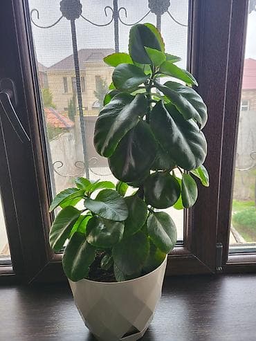 Otaq bitkisi – sukulent tipli dekorativ kollar - Qalın, parlaq yaşıl