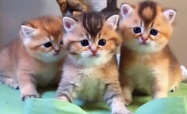 pişik yuva: Britan, Erkək, Yaxşı əllərə, Ünvandan götürmə — 11