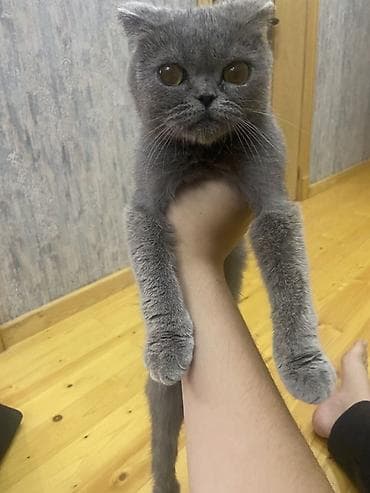 pişik pişik: 🐱 Scottish Fold pişik satılır Çox şirin və baxımlı Scottish Fold — 3
