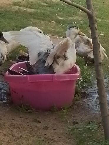 ördək balası və cücə: Ev şəraitində bəslənən ördəklər - Növ: məişət üçün saxlanılan — 15