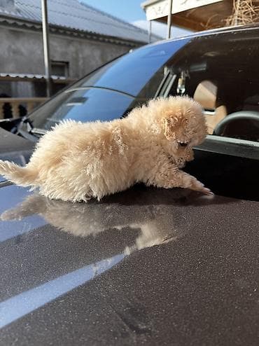 toy pudel satilir: Pudel, 2 ay, Erkek, Ünvandan götürmə — 3
