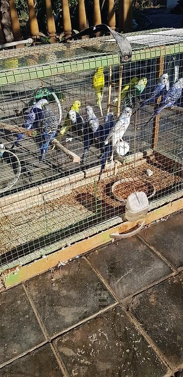 hind quşu cucesi: Papugaylar saglam guslar 6 ayfan yuxari — 4