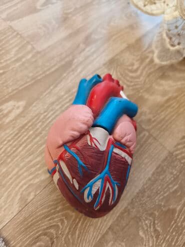 Tibbi geyim: Anatomik tədris modelləri paketi - Böyrək maketi: Real ölçüyə yaxın — 4