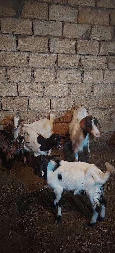 at balası: Ekiz balalı keçi 1 dişi cepiş 1 erkey cepiş kom keciler — 1
