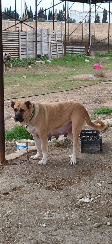 alabay itleri haqqinda melumat: Qurdbasar, 3 il, Dişi, Peyvəndli, Ödənişli çatdırılma — 2