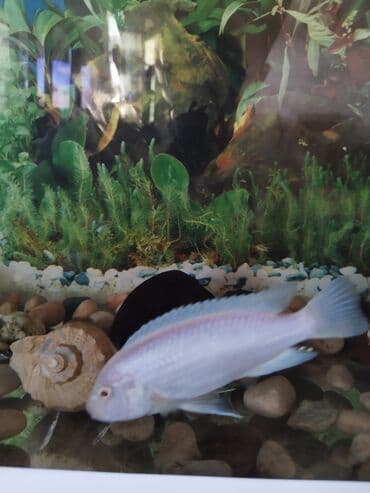 Аквариумы: Цихлид, Бесплатная доставка — 2