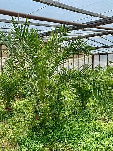 Ağaclar: Palma ağacı – landşaft üçün dekorativ - Növ: Xurma palması (Phoenix — 2