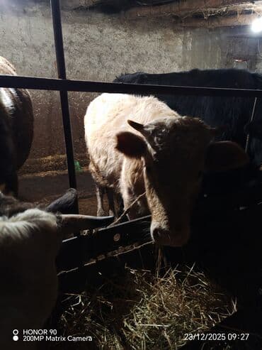 xarkov toyuqlari vikipediya: Erkək, il: 7, 230 kq, Ətlik, Ödənişli çatdırılma — 2