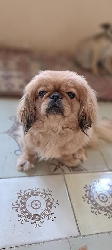 çin iti: Pekines — 1