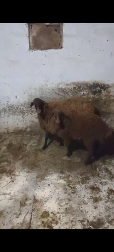 Qoyunlar – yerli cins, tünd qəhvəyi baş və ayaqlar, qəhvəyi/yumşaq