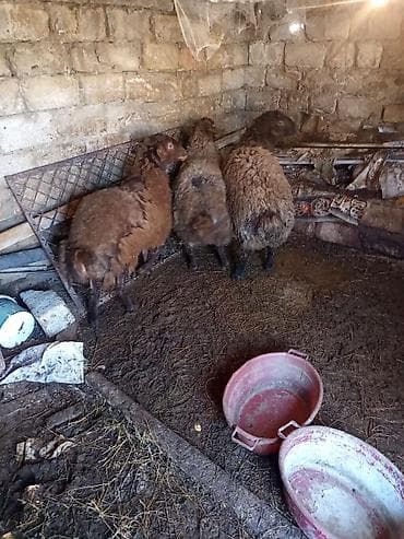 sudluk inek satisi: Qoyunlar – 3 baş - cins qoyunlardi qala qoyundular 1 erkek — 4