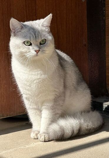 şınşıla pişik: Şinşilla, Erkək, Yaxşı əllərə, Ünvandan götürmə — 4