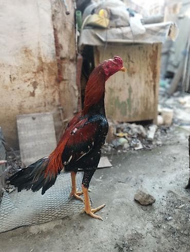 Bece iyul becedi ela bece isdeyenler elaqe saxlasin real alana endirim — 2