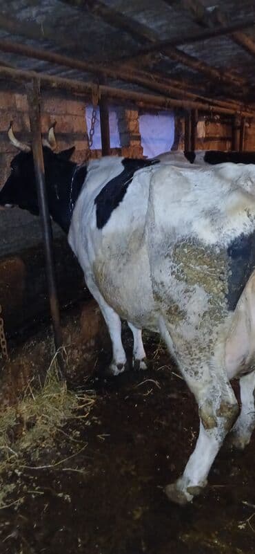 2 ayliq cuceler: Salam döşləri tutulub etlik ücün satıram — 3