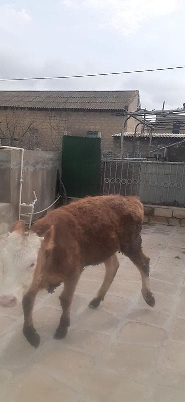 mal satisi: 9ayliq disi danadi simentaldi oz danamdi alverci deyil.1300manat.qobu — 2