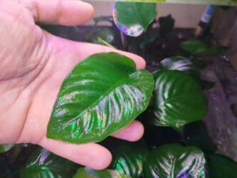 oskar balığı: Anibias Barteri Qiqant nadir növlərdən di yerli artım Y.Yasamal. 5 — 9