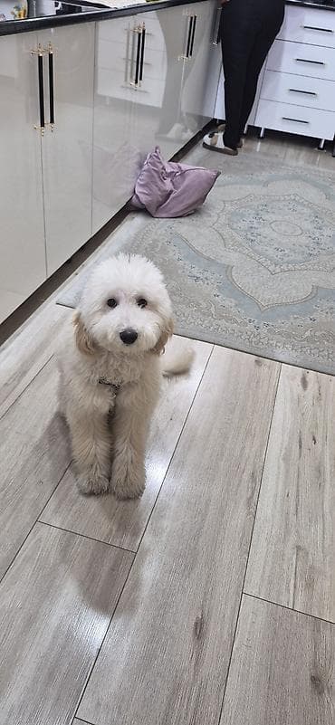 pudel satilir 2020: Pudel, 7 ay, Erkek — 2