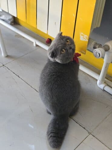 sfinks pişik qiymeti: Şotland yastı qulaq, Dişi, Yaxşı əllərə, Ünvandan götürmə, Ödənişli çatdırılma — 2