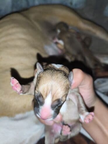 ayagi tuklu toyuqlar: Pitbul, 1 ay, Erkek, Pulsuz çatdırılma, Ünvandan götürmə — 2