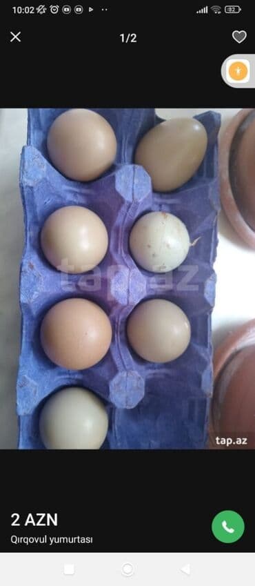 ev yumurtası: Məhsul: Qırqovul yumurtaları Təsvir: - Təbii rəng çalarlarında (krem — 4