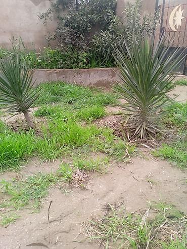 7 gozəl gulu: Dekorativ yukka (Yucca) kolları – 2 ədəd - Növ: həmişəyaşıl — 2