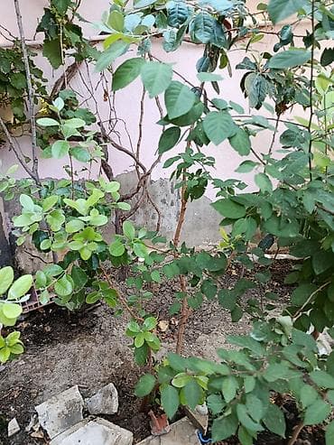 dipcek gullerin satisi: Feijoa (Acca sellowiana) kol bitkisi – ətirli, həmişəyaşıl meyvə kolu — 2