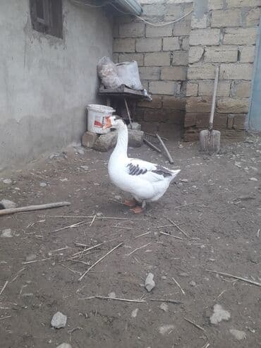 сколько стоит щенок: Tecili kok qaz satilir QIYMETi sonu 45 manat (1ededir) — 4