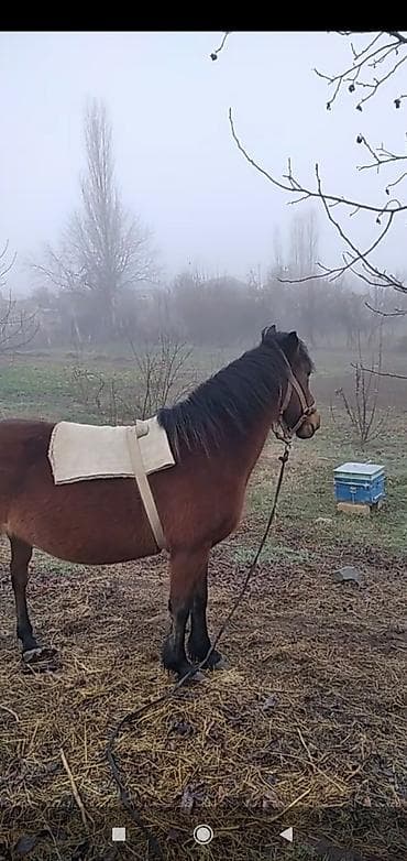 Птицы: Qəhvəyi rəngdə at – kənd təsərrüfatı işləri və minik üçün - Rəng — 3