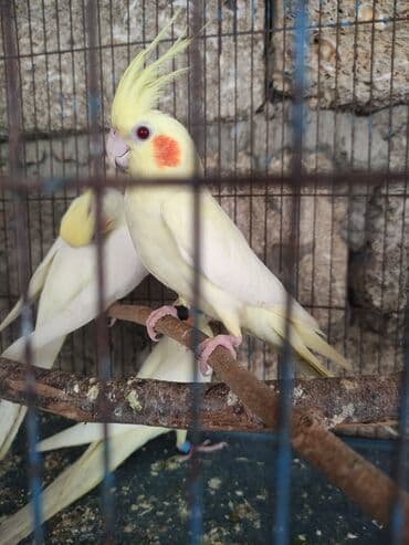 Məhsul: Nimfa (cockatiel) tutuquşuları – açıq sarı/albino tonlarında lalafo.az -da Məhsul: Nimfa (cockatiel) tutuquşuları – açıq sarı/albino tonlarında