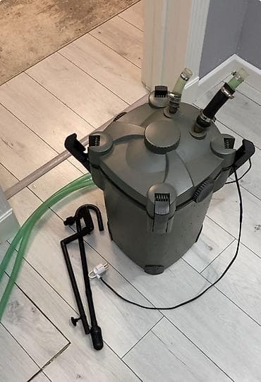 Qızıl balıq, Sülhsevər — 1