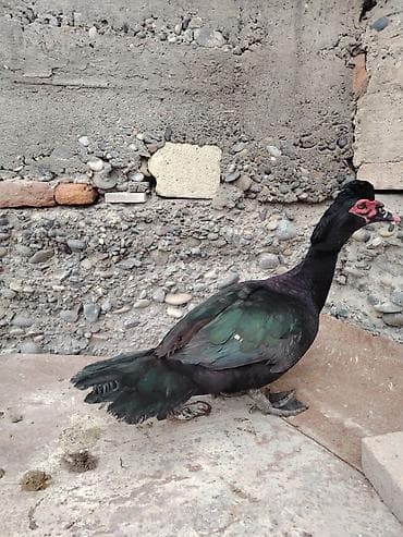 bala ordek: Muscovy (lal ördək) sortları Təmiz orijinal damazlıqlardan alınma — 3